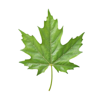 Birch