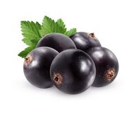 Black Currant