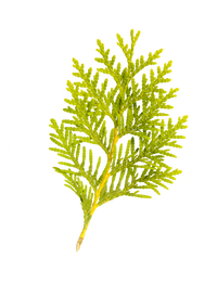 Cedar