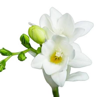 Freesia