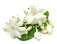 Jasmine