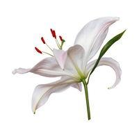 Lily