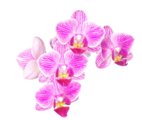 Orchid
