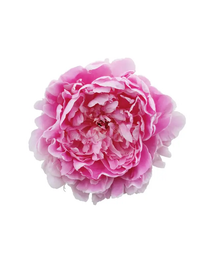 Peony