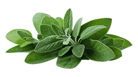 Patchouli