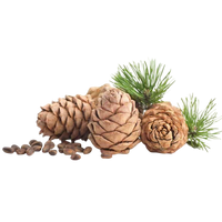 Cedarwood