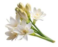 Tuberose