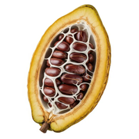 Cacao