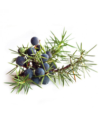 Juniper